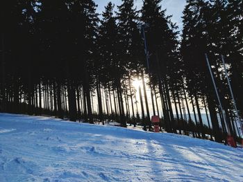 Snow covered trees against sky