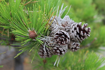 Close-up of plant against blurred background