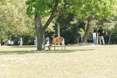 Horses on field against trees