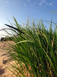 Close-up of crops growing on field against sky