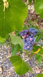 High angle view of grapes growing on plant