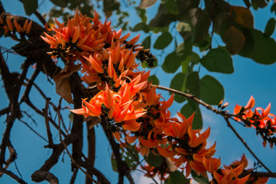 Low angle view of orange flowering plant