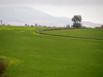 Scenic view of field against sky