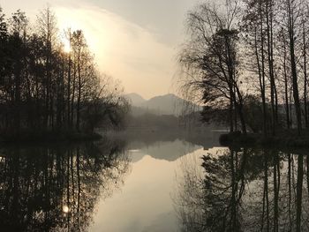 Reflection of trees in lake