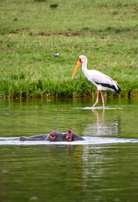 Side view of birds in lake