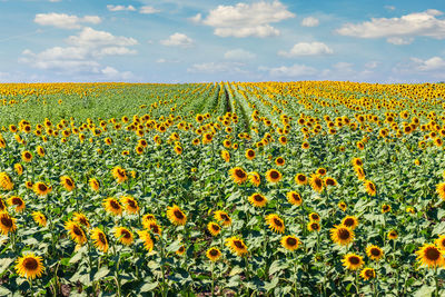 Scenic view of sunflower field