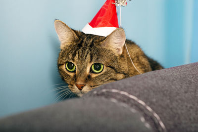 Portrait of domestic striped cute shorthair cat wearing red carnival christmas hat