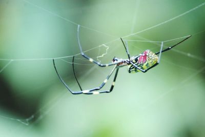 Close-up of spider on web