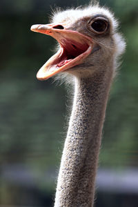 Close-up portrait of ostrich