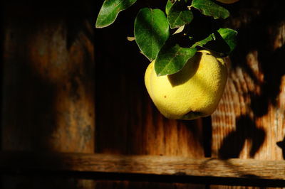 Close-up of fruit on tree