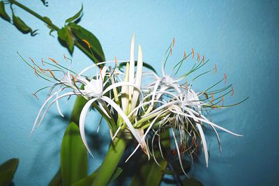 Close-up of flowering plant against blue sky