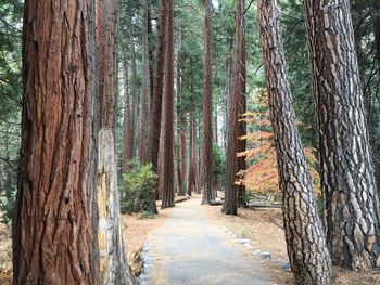 Trees growing in forest