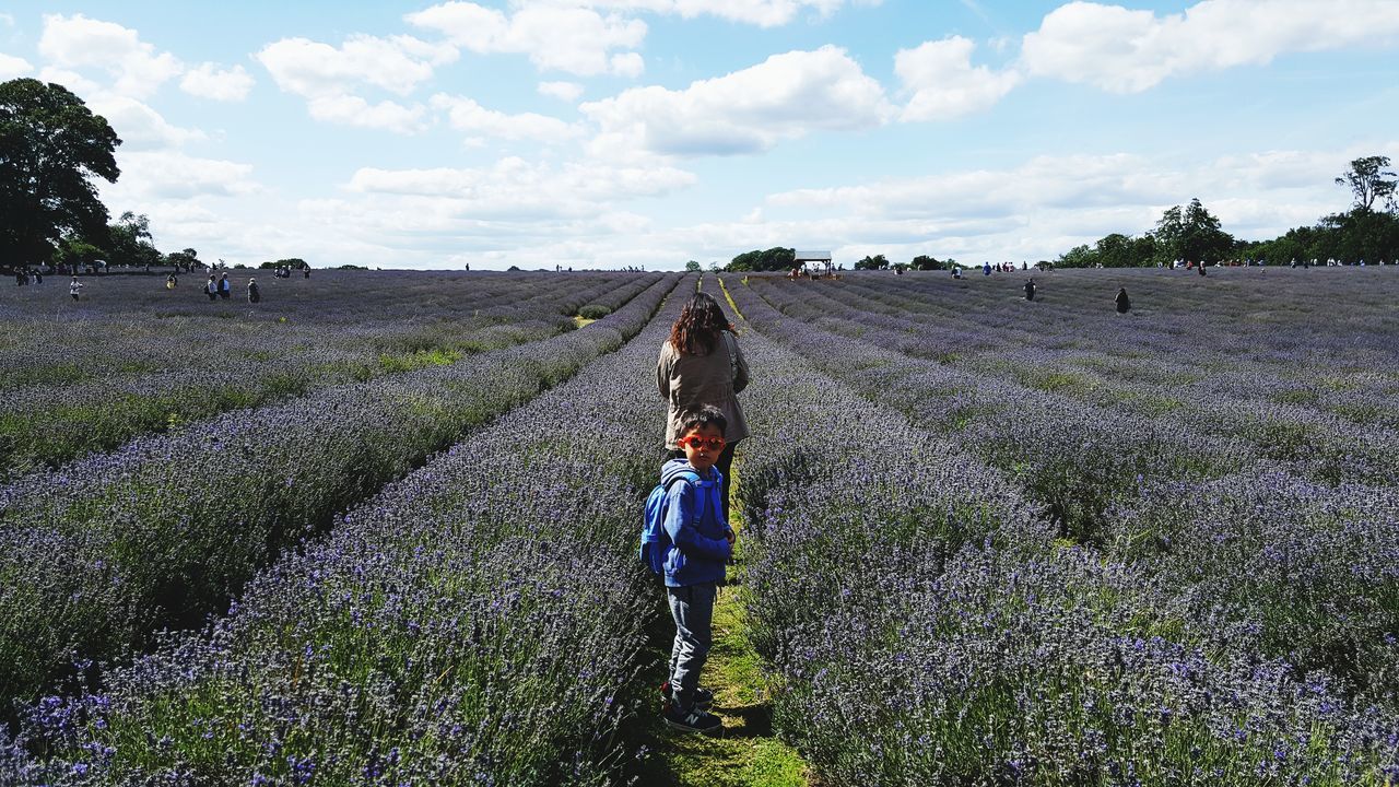 agriculture, field, growth, farm, lavender, flower, crop, nature, rural scene, real people, one person, cultivated land, rear view, plant, beauty in nature, sky, cloud - sky, day, purple, farmer, landscape, outdoors, working, scenics, standing, scarecrow, young women, occupation, women, young adult, freshness, adult, people