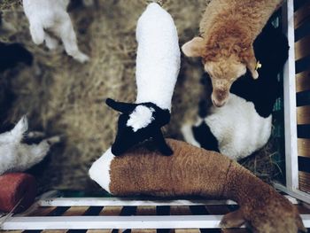 Close-up of kid goats in farm