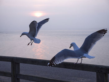 Seagull flying against sky