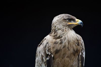 Close-up of bird