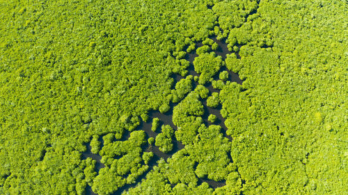 High angle view of fresh green field