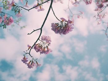 Close-up of flowers on branch