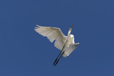 Low angle view of seagull flying against clear blue sky