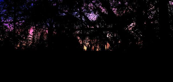 Low angle view of silhouette trees against sky at night