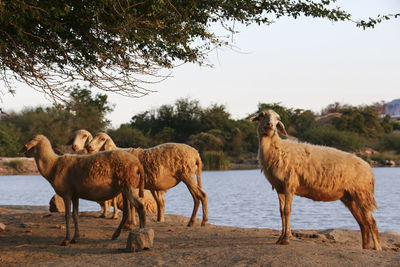 Horses standing on field against clear sky