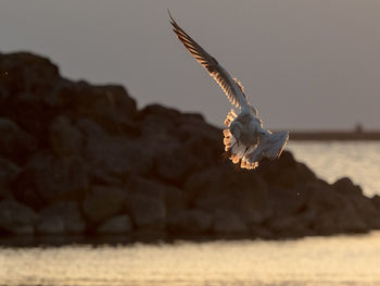 Bird flying over sea during sunset