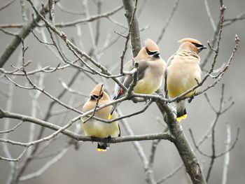 A trio of cedar waxwings perched on a branch