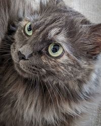 Close-up portrait of cat