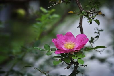 Close-up of pink flowering plant