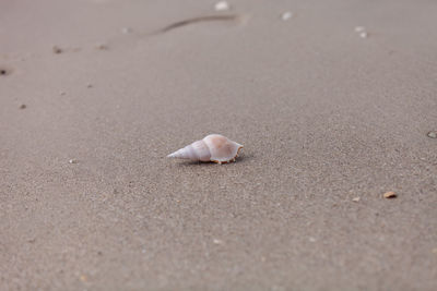 White tibia shell tibia fusus on the sand on the beach.