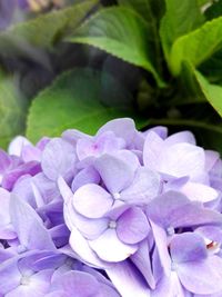 Close-up of purple hydrangea