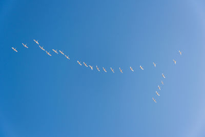 Low angle view of birds flying in sky