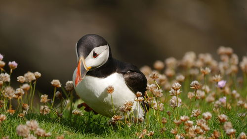 Close-up of little puffin sitting between clover flowers