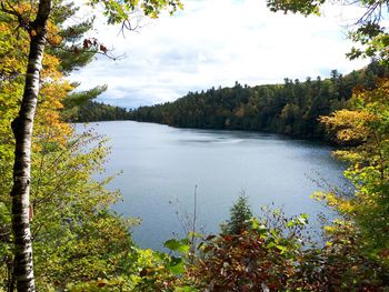 Scenic view of lake in forest