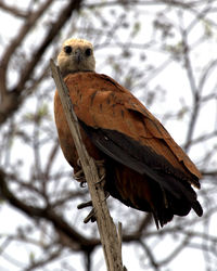 Closeup portrait of a black-collared hawk perched in tree in the pampas del yacuma, bolivia.