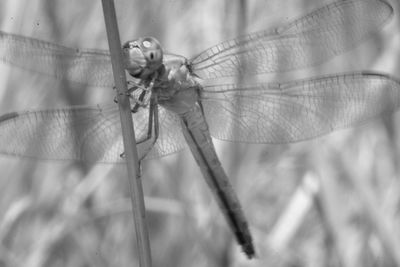 Close-up of dragonfly on plant