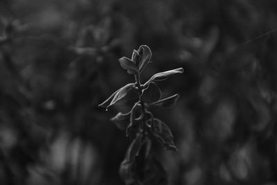 Close-up of plant