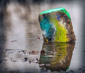 Close-up of birds in water