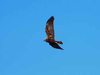 Low angle view of bird flying against clear blue sky