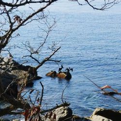 Birds perching on bare tree over lake