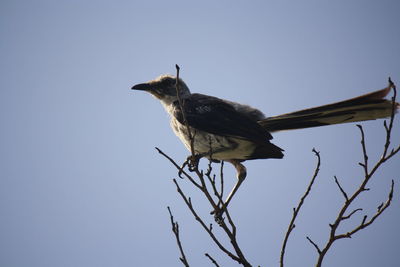 Low angle view of bird perching on branch against clear sky