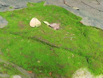 High angle view of bird on leaves in lake