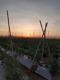 Wooden posts on field against sky during sunset