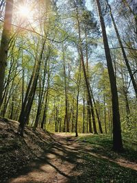 Trees in forest against sky