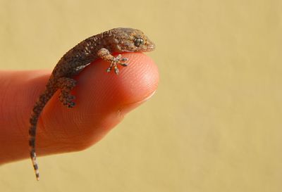 Close-up of hand holding crab