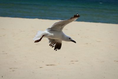 Seagull flying over beach