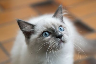 Close-up of cat looking away