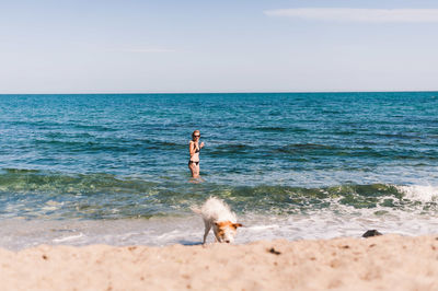 View of dog on beach