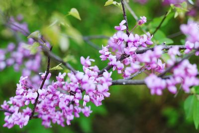 Pretty purple flowers