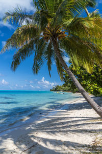 Palm tree by sea against sky